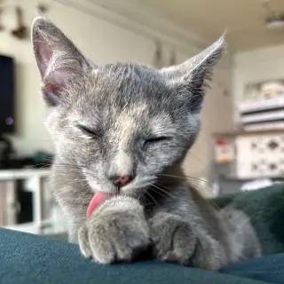 Poppy #1