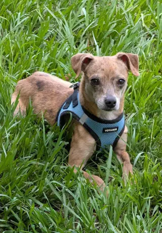 Moochie - affectionate love bug