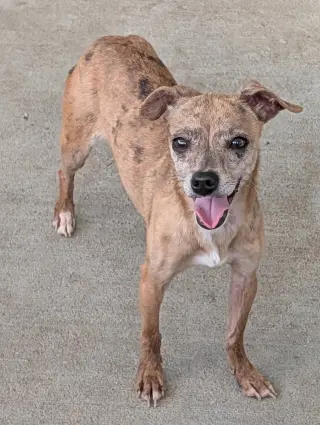 Moochie - affectionate love bug