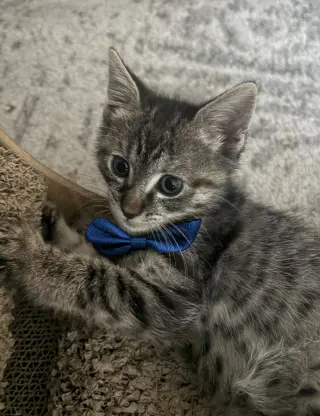 Sir Benny