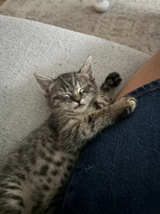 Sir Benny