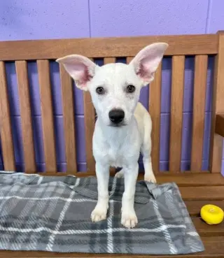 **LUAN**