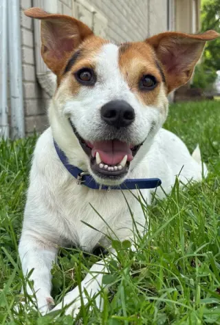 EDDIE