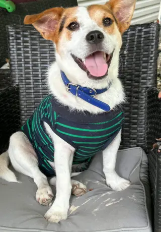EDDIE