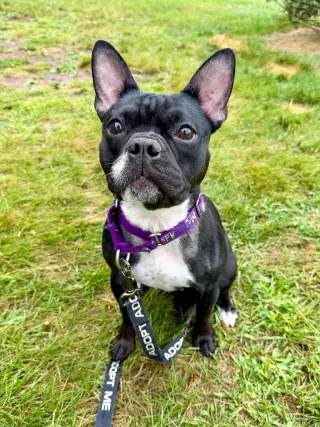 Nala