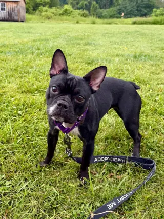 Nala