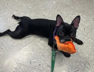Nala