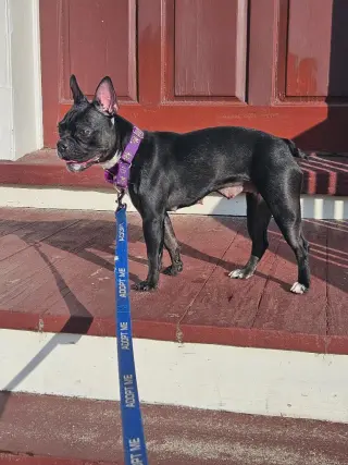 Nala