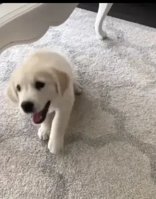 Golden retrievers for adoption