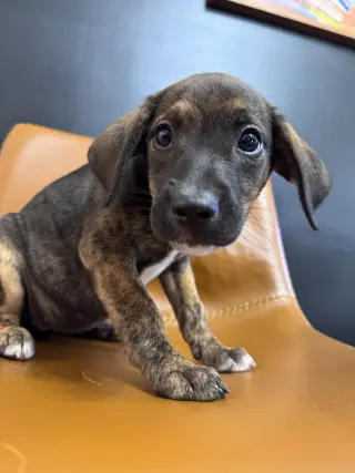 Alibi