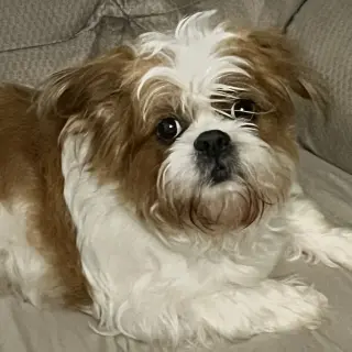 Knox