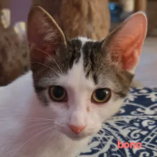 Bono