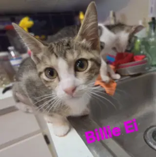 Billie Ei