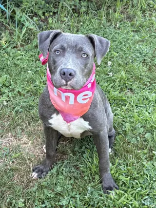 Lila