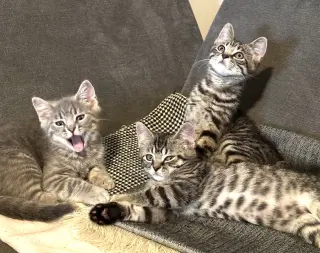 Thumper, Taft and Sasaki