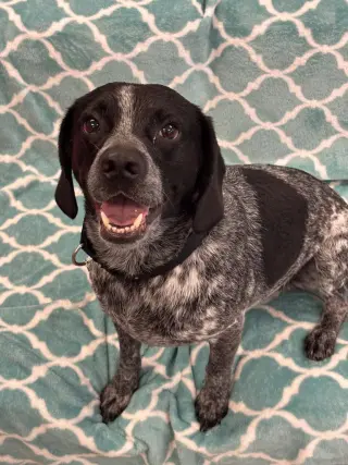 Hershey (Percy)