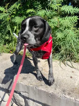 Hershey (Percy)