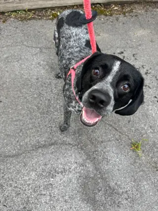 Hershey (Percy)