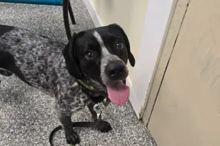 Hershey (Percy)