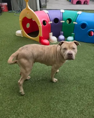 Duchess