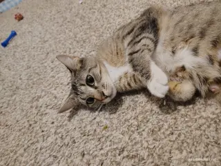 Juno