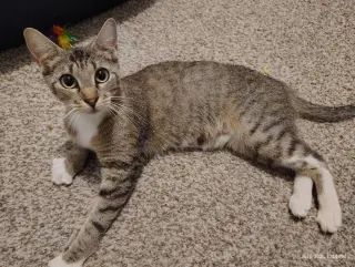 Juno