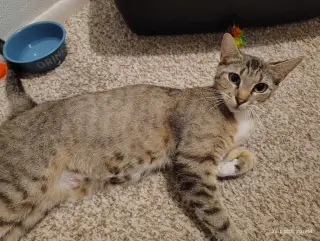 Juno