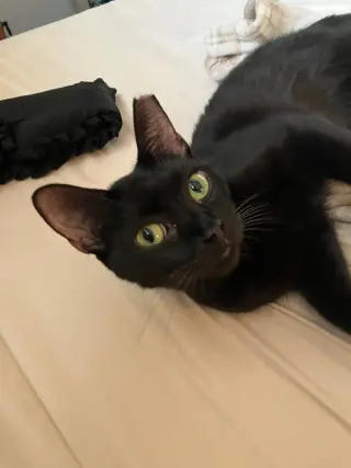 Lolita
