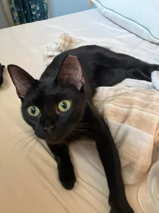 Lolita