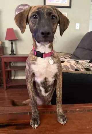 Sierra