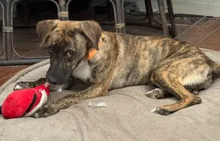Sierra