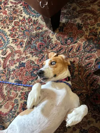 Penelope