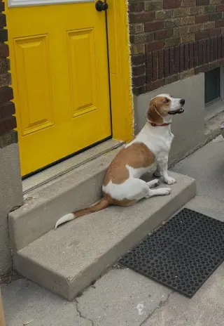 Penelope