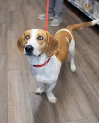 Penelope