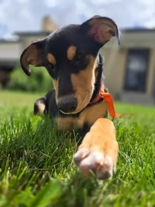 Cornelia