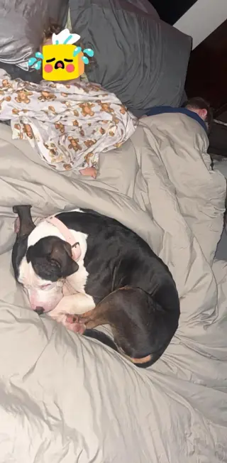 Harley