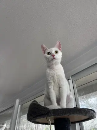 Mama Snow
