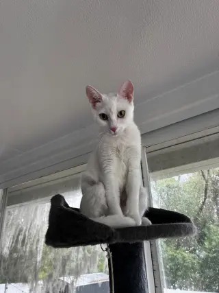 Mama Snow