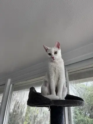 Mama Snow