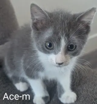 Ace