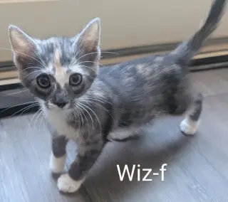 Wiz