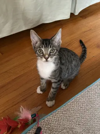 Pelican Sammy