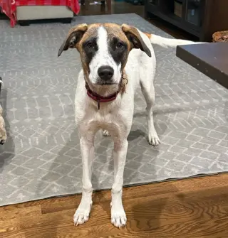 Bonnie Boo