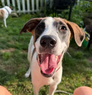 Bonnie Boo