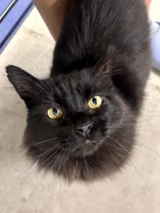Loki