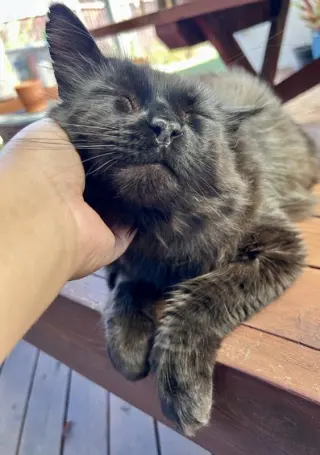 Loki