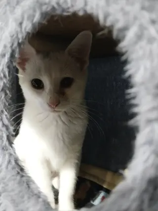 Birdie * IN FOSTER *