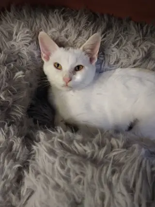 Birdie * IN FOSTER *