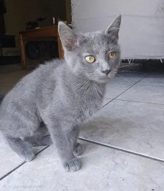 Slate