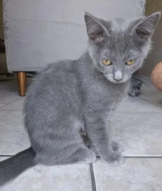 Slate